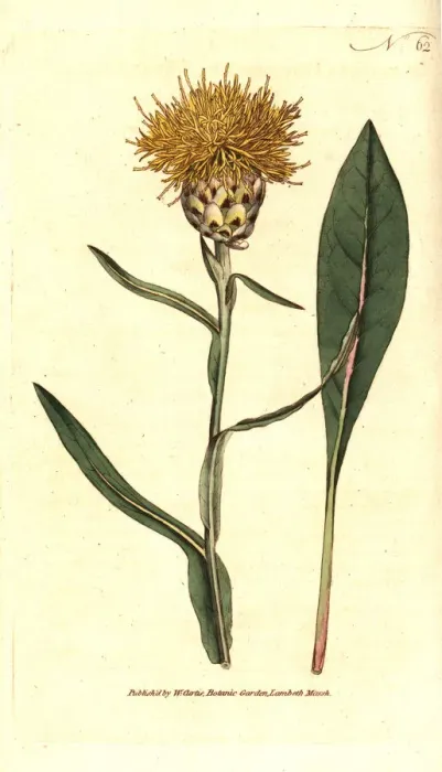Framed Print : Woad-leaved centaurea, Centaurea glastifolia Framed Print : Woad-leaved centaurea, Centaurea glastifolia