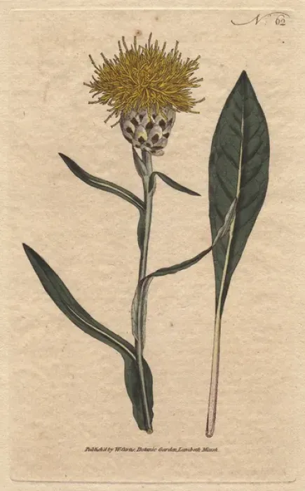 Framed Print : Woad-leaved centaurea with yellow fluffy flowers Framed Print : Woad-leaved centaurea with yellow fluffy flowers