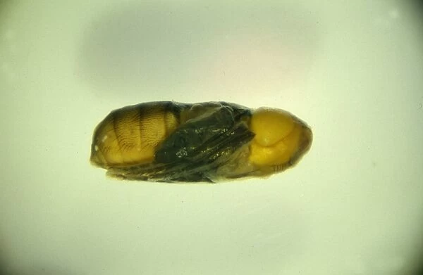 Wohlfahrtia sp. new world screwworm pupa