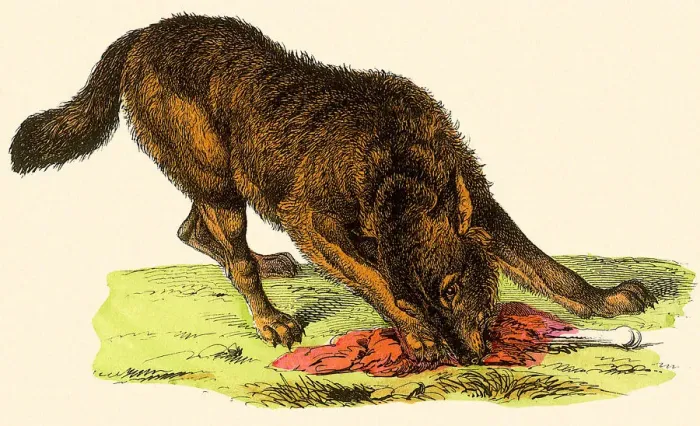 Framed Print : Wolf with Bone Date: 1880 Framed Print : Wolf with Bone Date: 1880