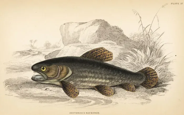 Framed Print : Wolf fish, Hoplias malabaricus Framed Print : Wolf fish, Hoplias malabaricus