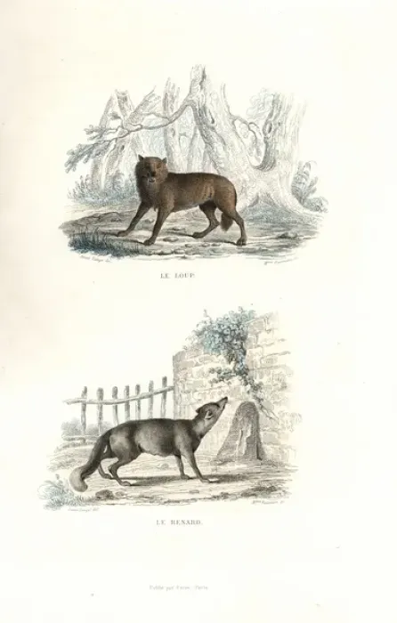 Framed Print : Wolf and fox Framed Print : Wolf and fox