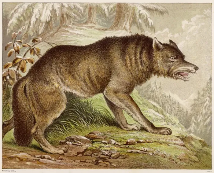 Framed Print : Wolf (Kronheim) Framed Print : Wolf (Kronheim)