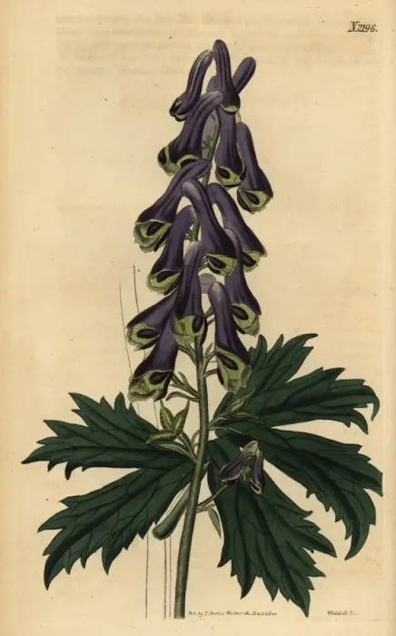 Framed Print : Wolfs bane, Aconitum moldavicum Framed Print : Wolfs bane, Aconitum moldavicum