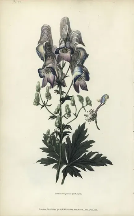 Framed Print : Wolfs bane, Aconitum variegatum Framed Print : Wolfs bane, Aconitum variegatum