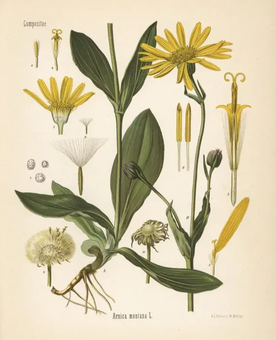 Framed Print : Wolfs bane or mountain arnica, Arnica montana Framed Print : Wolfs bane or mountain arnica, Arnica montana