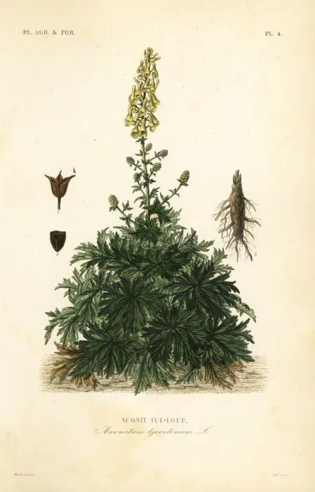 Framed Print : Wolfs bane or wolfsbane, Aconitum Framed Print : Wolfs bane or wolfsbane, Aconitum