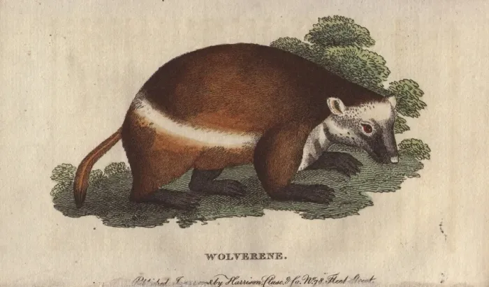 Framed Print : Wolverene or glutton, Gulo gulo Framed Print : Wolverene or glutton, Gulo gulo