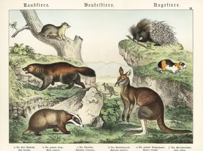 Framed Print : Wolverine, badger, opossum, kangaroo, porcupine and guinea pig Framed Print : Wolverine, badger, opossum, kangaroo, porcupine and guinea pig