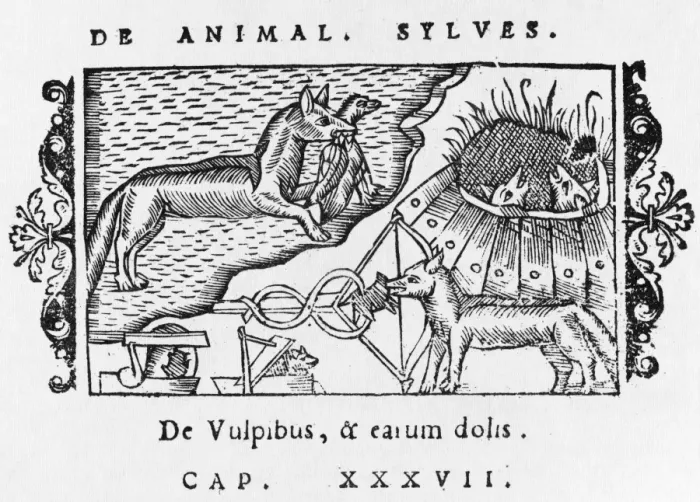 Framed Print : Wolves in 16th century Scandinavia Framed Print : Wolves in 16th century Scandinavia