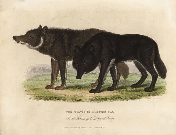 Wolves of Hudson Bay, Canis lupus