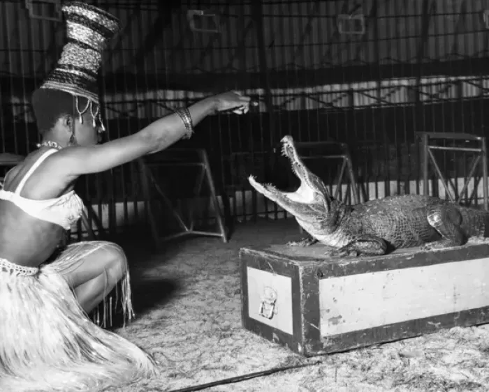 Framed Print : Woman with alligator, Chipperfields Circus Framed Print : Woman with alligator, Chipperfields Circus