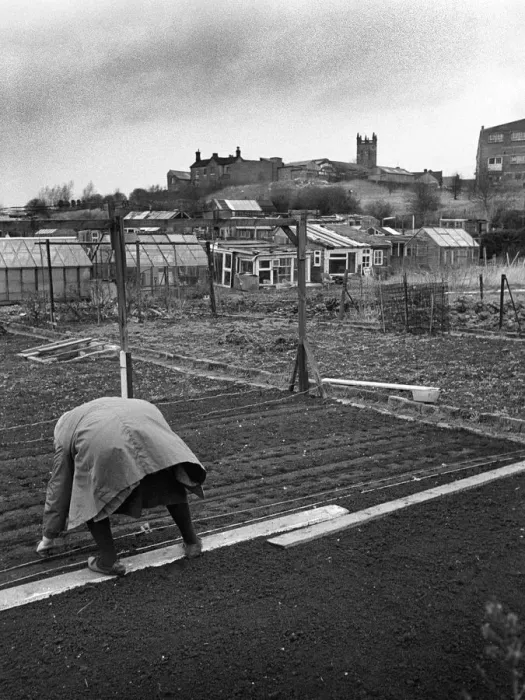 Framed Print : Woman on allotment - 1 Framed Print : Woman on allotment - 1