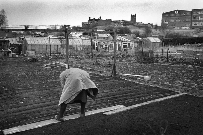 Framed Print : Woman on allotment - 2 Framed Print : Woman on allotment - 2