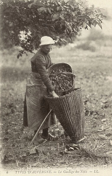 A woman of the Auvergne collecting walnuts