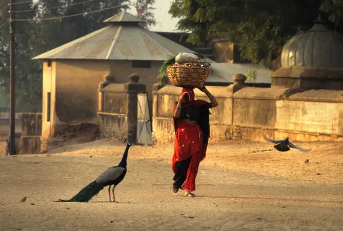 Framed Print : A woman carrying a heavily laden basket on her head, India Framed Print : A woman carrying a heavily laden basket on her head, India