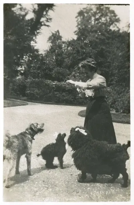 Framed Print : Woman with three dogs in a garden Framed Print : Woman with three dogs in a garden