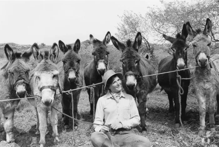 Framed Print : Woman and Donkeys Framed Print : Woman and Donkeys