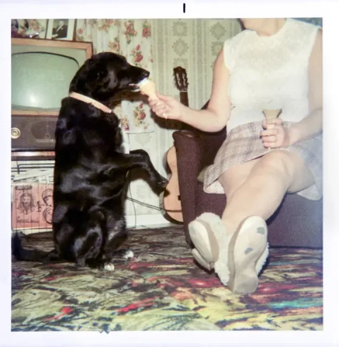 Framed Print : Woman feeding a dog ice cream in 1970s living room Framed Print : Woman feeding a dog ice cream in 1970s living room
