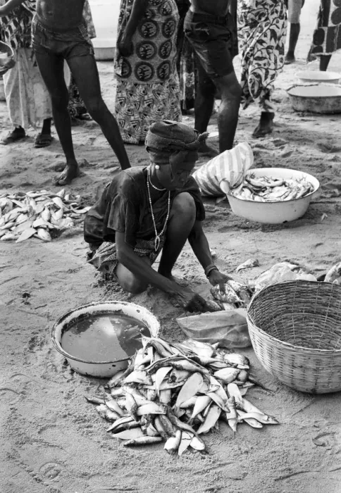 Framed Print : Woman with fresh fish in sand, Sierra Leone Framed Print : Woman with fresh fish in sand, Sierra Leone