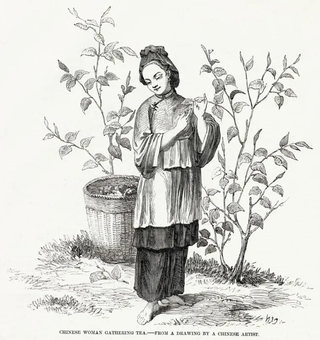 Framed Print : Woman gathering tea, China Framed Print : Woman gathering tea, China