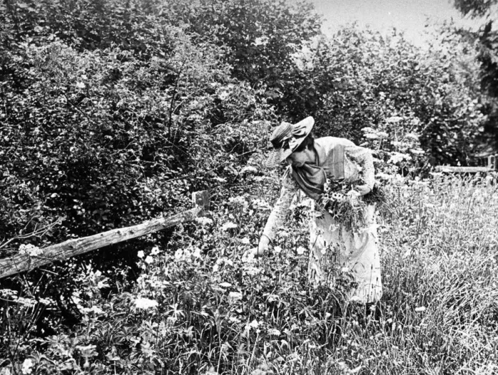 Framed Print : Woman gathering wild flowers, 1890s Framed Print : Woman gathering wild flowers, 1890s