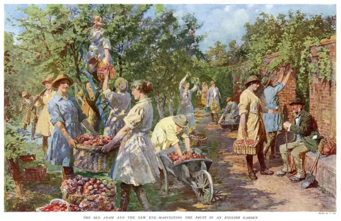 Framed Print : Woman harvesting apples as old man watches 1918