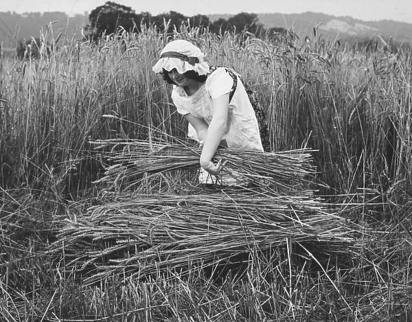 Woman harvesting in a field of corn