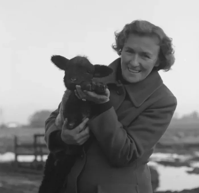 Framed Print : Woman holding a black-faced lamb in a muddy field Framed Print : Woman holding a black-faced lamb in a muddy field