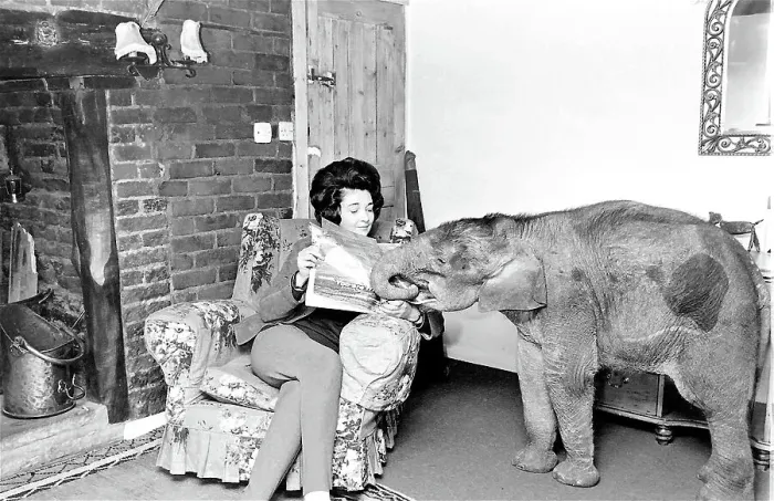 Framed Print : Woman at home with baby elephant Date: circa 1960s Framed Print : Woman at home with baby elephant Date: circa 1960s
