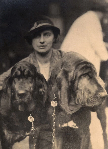 Woman with two pedigree Bloodhounds