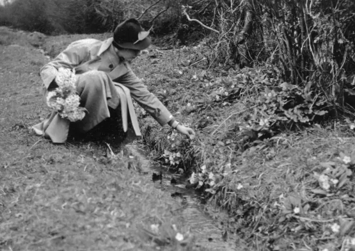 Framed Print : Woman picking primroses Framed Print : Woman picking primroses