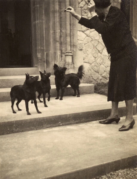 Woman and three small dogs