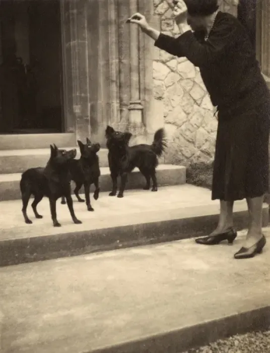 Framed Print : Woman and three small dogs Framed Print : Woman and three small dogs