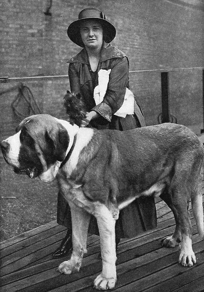 Woman with a st bernard and Yorkshire terrier at a dog show