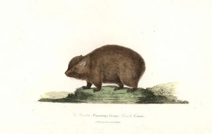 Framed Print : Wombat, Vombatus ursinus Framed Print : Wombat, Vombatus ursinus