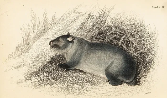 Framed Print : Wombat, Vombatus ursinus