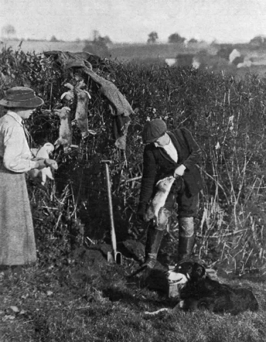 Framed Print : Women helping to catch rabbits on a farm, WWI Framed Print : Women helping to catch rabbits on a farm, WWI