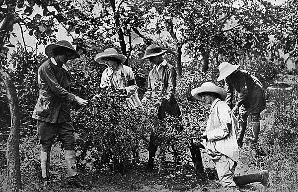 Women picking fruit in Kent during World War One, 1916