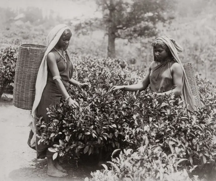 Framed Print : Women picking tea, India, c. 1890 Framed Print : Women picking tea, India, c. 1890
