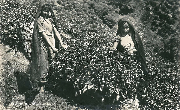 Women picking tea - Sri Lanka