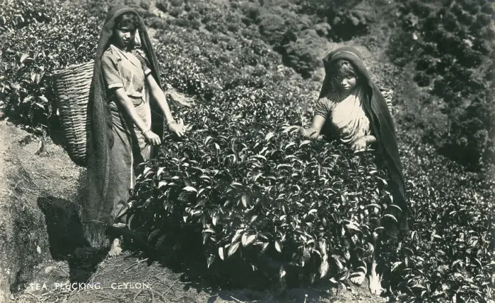 Framed Print : Women picking tea - Sri Lanka Framed Print : Women picking tea - Sri Lanka