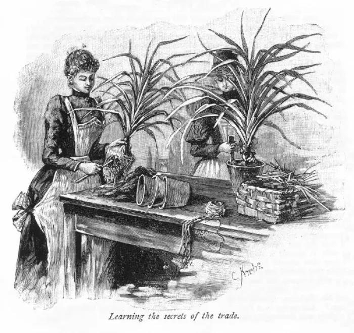 Framed Print : Two women potting plants Framed Print : Two women potting plants