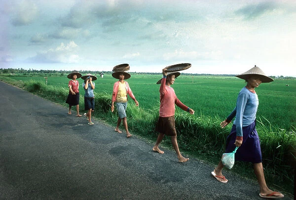 Women rice planters walk along a road to work in Bali