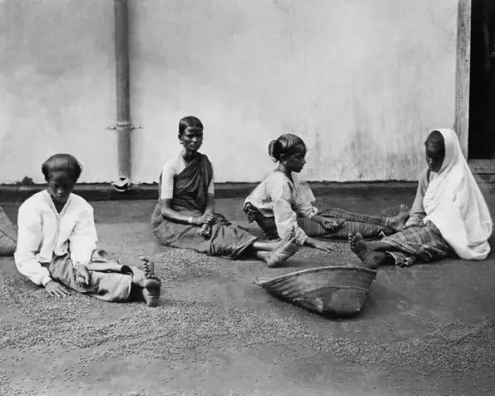Framed Print : Women sorting coffee, Ceylon (Sri Lanka) Framed Print : Women sorting coffee, Ceylon (Sri Lanka)