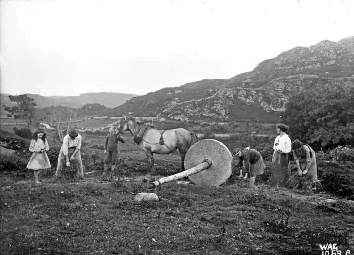 Framed Print : Women working upland field pulling a lint wheel over flax wi Framed Print : Women working upland field pulling a lint wheel over flax wi