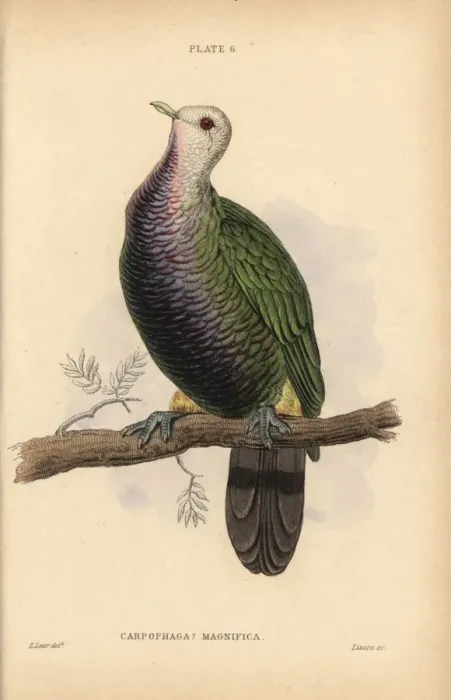 Framed Print : Wompoo fruit dove, Ptilinopus magnificus, native Framed Print : Wompoo fruit dove, Ptilinopus magnificus, native