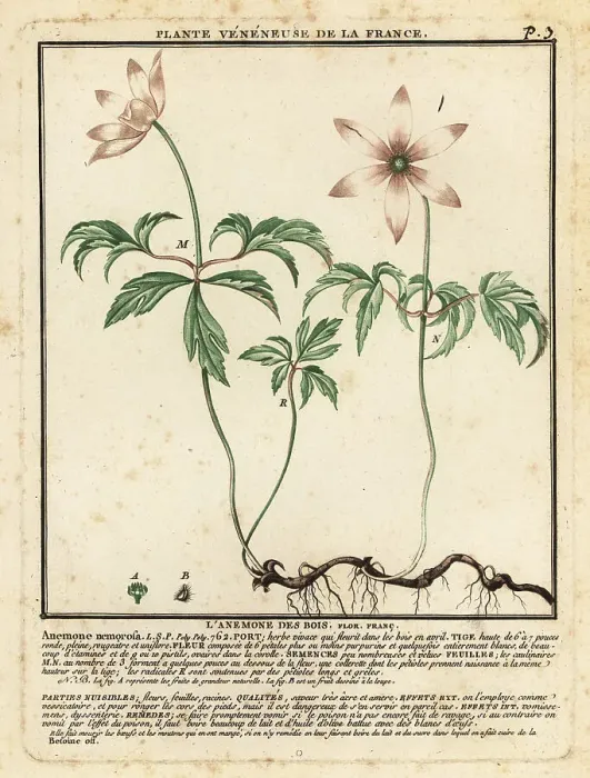 Framed Print : Wood anemone, Anemone nemorosa Framed Print : Wood anemone, Anemone nemorosa