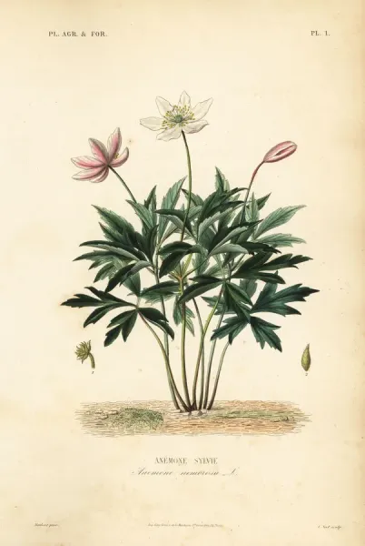 Wood Anemone or Windflower Print, 1864-1871. Art Prints, Posters