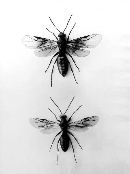 WOOD ANTS. Wood ants (Formici Pratennis) : Female (top), male (bottom). Date: 1950s